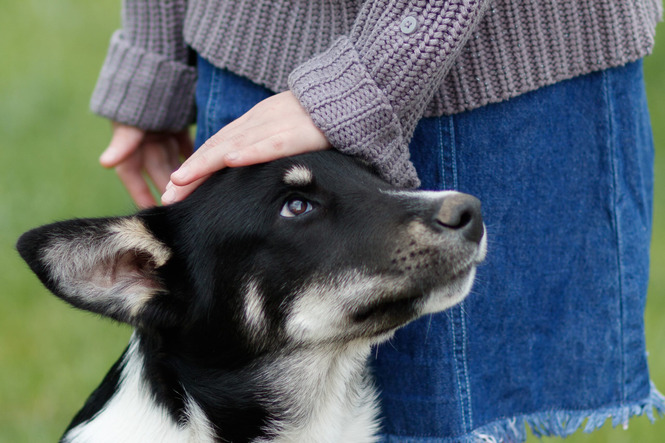 pets help with healing in addiction treatment stress relief